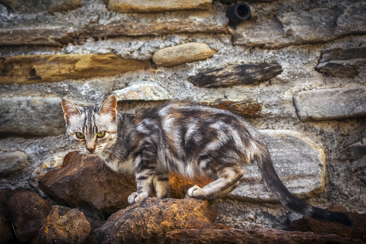 野猪再扰南京，如何应对？